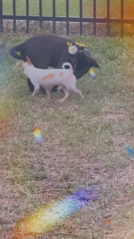 Friend?! #featureme #featurethis #foryou #foryoupage #foryourpage #foru #foruyou #fyp #fypage #fy #dog #dogs #puppy #petlover #chihuahua #pet #pets