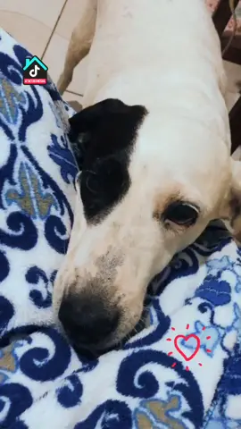 #nina #dog #stayathome