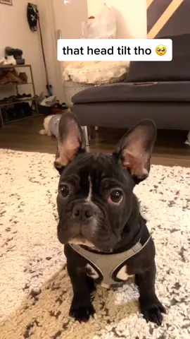 omg the head tilt 🥺🐶 #dogsoftiktok #dogsreaction