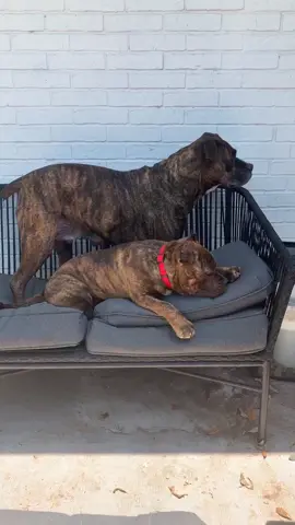 the small one annoys the big one and the big one annoys the human that always has to fix couch cushions #foster #rescuedog #bullybreed #xyzbca
