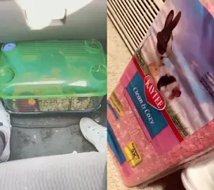 #duet with @rachael.perry the hamster update you’ve all been waiting for, y’all bullied me sm i gave her away👉🏻👈🏻😔 #foryoupage #fyp #hamster
