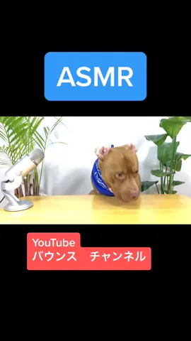 #犬のいる暮らし #asmr #tikdog #eatingsounds #pitbul #咀嚼音 #mukbang