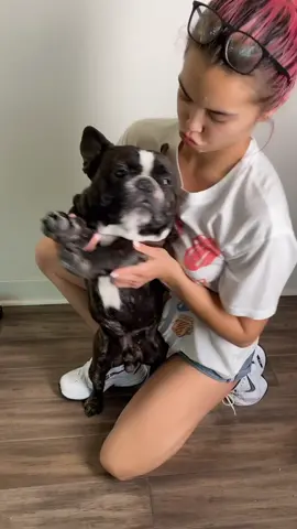 let’s make zeeke tik tok famous #petlife #frenchie