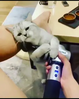 Bad cat 😂😂😂 aprovechando el masajeador este gatito 😉 #masajeagato #masajeador #aprovechado #sigueme #parati