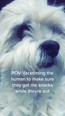 #facetimechallenge #facetime #doggyfacetime #dogsoftiktok #gooddoggo #fyp