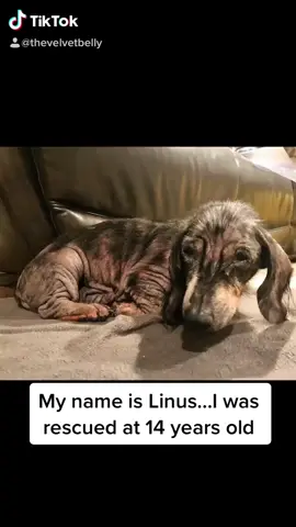 Save a life. Rescue. Golden Oldies. Don’t forget about the wise ones 💕🐾🐶 #fyp #dachshundsoftiktok