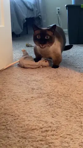 I was looking everywhere for Finn and I finally found him upstairs with his rat 🐀🥺#foryoupage #MMMDrop #SpaDeOlay #munchkincat #hibuddy
