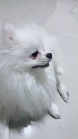 แม่ขอโทษลูก#แมนต้า🙏🏻😂 จังหวะมันได้😂🐶@yohunna_vienna