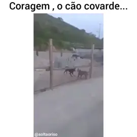 Esse cachorro podia ser meu kkkkkk #quarentena #emcasa #humor