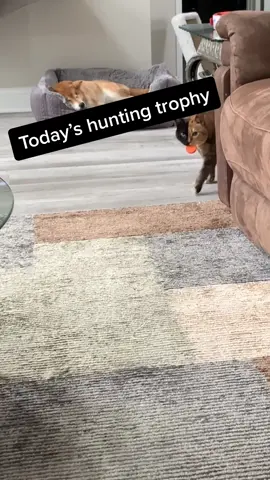 She hunts & brings me random things, even steals from the kids’ rooms but today, a bottle cap! 😹 #catsoftiktok #catmom #tiktokcats