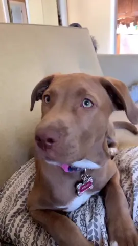 Someone had to tell her 🤷🏼‍♀️😱 #adoptdontshop #doglife #shocked #bignews