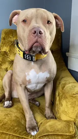 Trying to act like I don’t need that treat. Hooman don’t play these games with me! #treat #treatchallange #pitbull #tiktokdog #rescuedog #apbt #bully