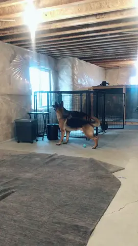 #igotthis #determination #germanshepherd