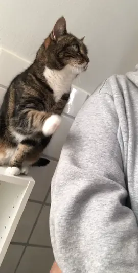 My cat always follows me to the bathroom and likes to sit next to me when I’m on the toilet 🥺 #cat #catsoftiktok #fyp #foryou