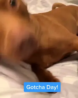 It’s my gotcha day! #tatumtalks #gotchaday #dogsoftiktok