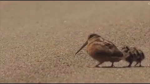 american woodcock
