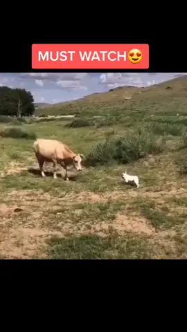 Cow vs Frenchie #natureathome #dogmeme #frenchie #foryoupage #fyp #petvlog #tiktok
