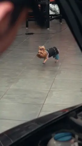 A helping paw 🐾 🐶#autodoc #mechanic #puppy #bestfriend #garage #mechaniclife #sweet #foryou #tiktok #DIY #fyp #duet #dog #petlover #doglover #viral