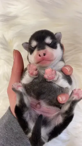 I have to say, he did this sound justice #fypage #foryoupage #pomsky #pomskypuppy #xyzcba #viralchallenge #viralvideo #dog #petlover #cute #fyp