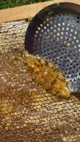 My fav ASMR 😍 #asmr #satisfying #oddlysatisfying #honey