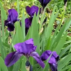 #flowers #irises #purple #purpleflowers