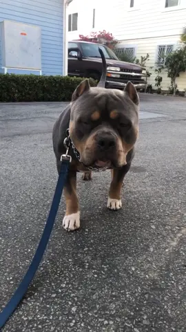 Mannequin challenge 😎 #fypage #fyp #pitbull #dogsoftiktok