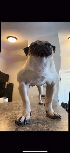 I think I look pretty buff #dog #fyp #foryou #panoramachallenge #pug #PetsOfTikTok
