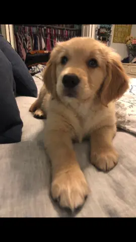 I’m still a kid tho #viral #fyp #goldenretriever #dogsoftiktok