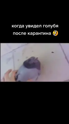 #карантин#коронавирус#хочуврек#голубь#какживойносуканеживой