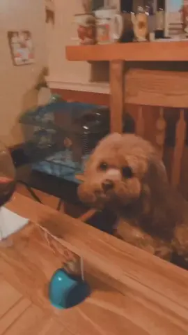 Poker Face ... @richtourville #poker #cavapoo #cavapoosoftiktok #puppies #puppiesoftiktok #dog #dogsoftiktok #familygamenight