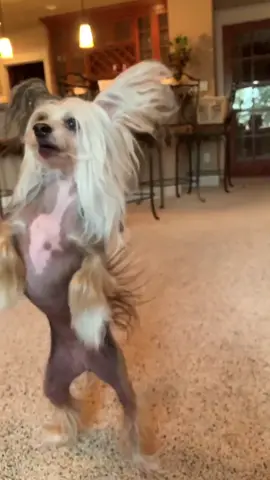 My child #chinesecrested #dogs #petlife #crazydog #dalithedog