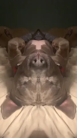 #dogsoftiktok #doggo #petlovers #petcheck #mirror