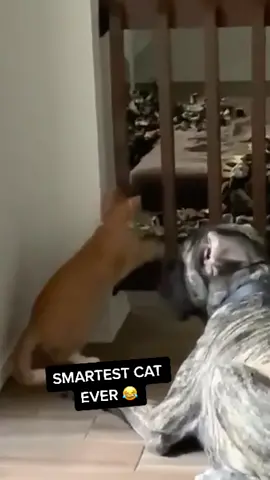 The cat with the play of the day. 😦😂 (via @dakotalamehumor)