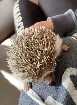 Life’s a climb, but the views great #mileycyrus #theclimb #hannahmontana #PetsOfTikTok #hedgehog #fyp #africanpygmyhedgehog