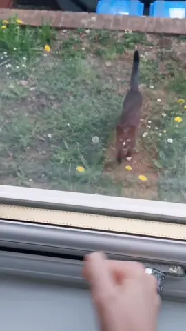 I started filming when I heard someone meowing outside, and then cat just jumped into my window right in front of my neighbours 😵🤦🏻‍♀️#cat #pets
