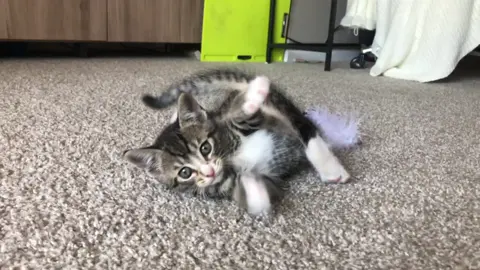 I just do what the song says #fyp #foryou #foryourpage #fosterkittens #felinemykittens #kittensoftiktok #xyzcbaa