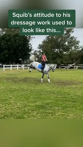 The lows and the highs of young horses! #greenhorse #younghorse #warmblood #horsegirl #dressage #equestrian #flatwork #horse #horselife