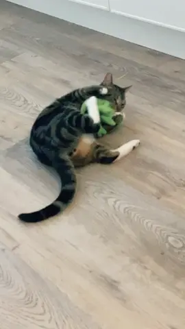 Pascal’s favourite toy to fight is Pascal. Literally. The character from Tangled he was named after. #fyp #foryoupage #catsoftiktok #brighterinside