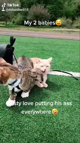 I love cat fightz🤣#cat_park_day #my_best_buddies #make_it_viral