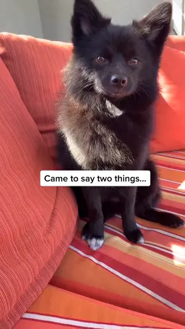 Say something 👇🏼 and I’ll respond #fyp #viral #doglover #happydog