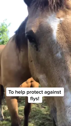 The more you know 🌈 #foryoupage #fyp #horse #animal
