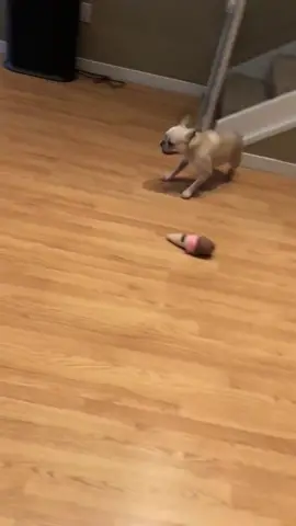 Zoomie mode (ig @raefrenchie) #fyp #frenchie #ScoobDance #pancakecereal