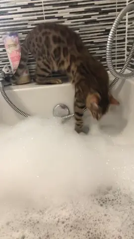 Instant regret 🧽😹 (🎥 @cassiequilter) #foryou #LBme #catfish