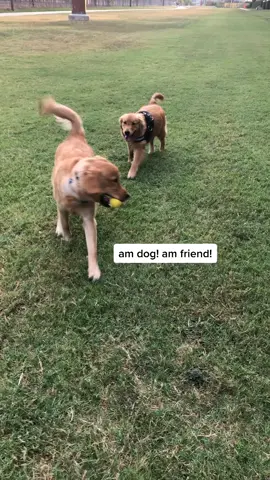 R u a dog????? #goldenretriever #goldentrievers #goldensoftiktok #dogsoftiktok #tiktokdogs #foryou #fyp