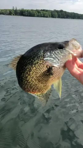 See yah slab. #crappie #fishing #freshwater #jig #pa