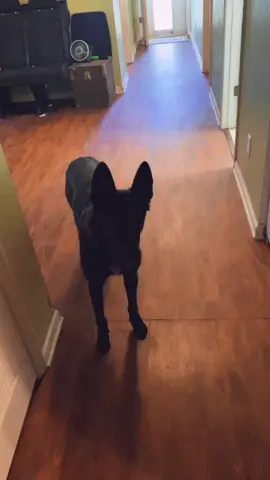 He is #obsessed with making more #tiktoks  #alwayslearning #🐕 #dogsoftiktok #dogs #dog #😂 #diva
