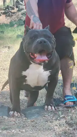 I own a gorilla 🦍 #erpkennels #trending #4u #pitbull