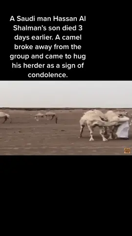 Only #allah puts these #types off #thoughts into his #creation ❤️. #muslim #arab #camel #sabr #Love #hearttouching #mercy #dua #revert #reunion #islam