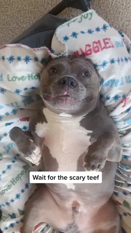 STOP! Describe him in three emojis 🥺😍 #dogs #familytime #fyp #dogvideo