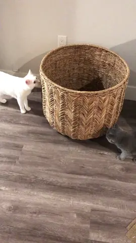 #cats #mycat #catlife #funnycats #catsoftiktok #tiktokcats #quarantinedcat #catcomedy #catvideos #catoftiktok #meow #meow #kittensoftiktok #catlovers